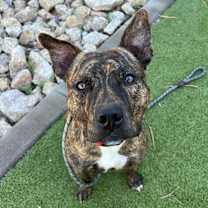 adopt-pet