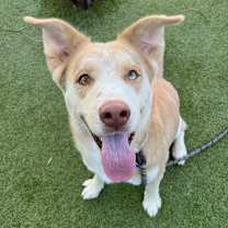 adopt-pet