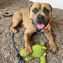 adopt-pet