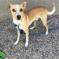 adopt-pet