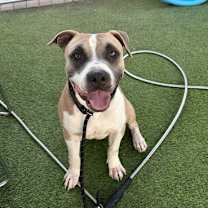 adopt-pet