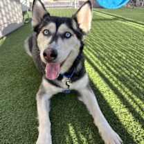 adopt-pet