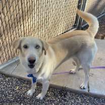 adopt-pet