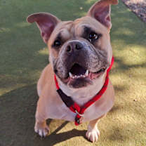 adopt-pet