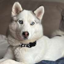 adopt-pet