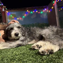 adopt-pet