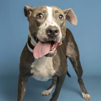 adopt-pet