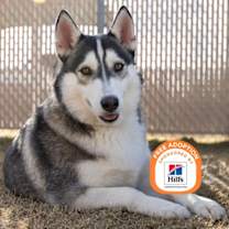 adopt-pet