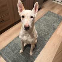adopt-pet