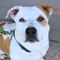 Thumbnail photo of Maple #3