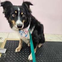 Thumbnail photo of Myrtle #4