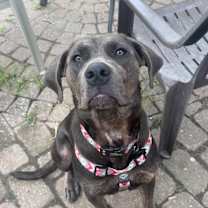 Thumbnail photo of Tansie #2