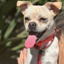 Thumbnail photo of Taz #1