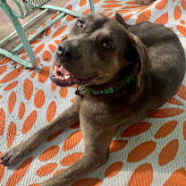 Thumbnail photo of Tansie #3