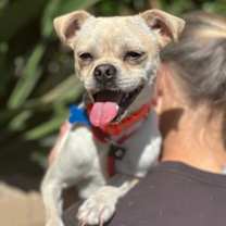 Thumbnail photo of Taz #2