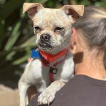 Thumbnail photo of Taz #3