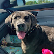 Thumbnail photo of Tansie #4