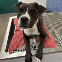 adopt-pet