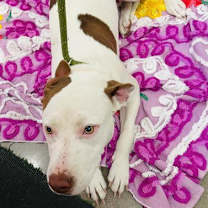 adopt-pet