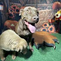 adopt-pet
