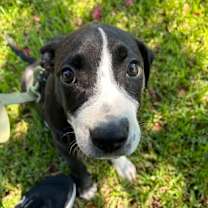 Thumbnail photo of Staple #2