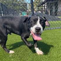 Thumbnail photo of Staple #3