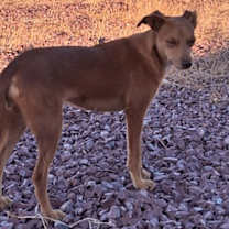 adopt-pet