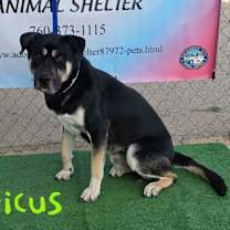 Thumbnail photo of Atticus #2