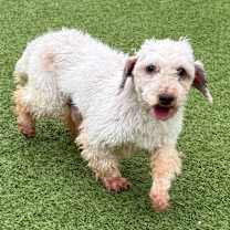 Thumbnail photo of Merl Haggard 9544 #4