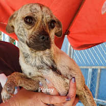 Thumbnail photo of Pansy #2