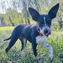 Thumbnail photo of Angel Rat Terrier #2