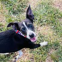Thumbnail photo of Angel Rat Terrier #3