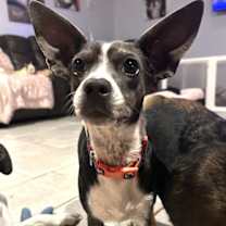Thumbnail photo of Angel Rat Terrier #4