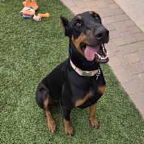 adopt-pet