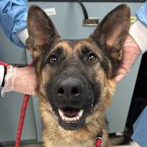 adopt-pet