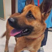 adopt-pet