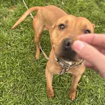 adopt-pet