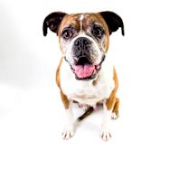 adopt-pet