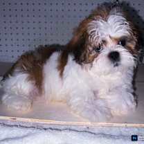 adopt-pet
