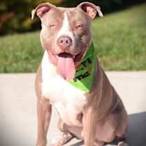 Thumbnail photo of Peter Pumpkin #1