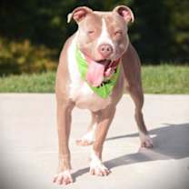 Thumbnail photo of Peter Pumpkin #2