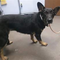 adopt-pet
