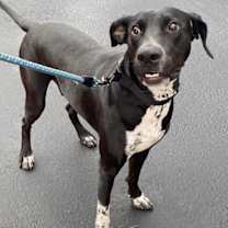 adopt-pet
