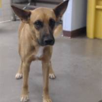 adopt-pet