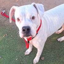 adopt-pet