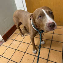 Thumbnail photo of Brock #3