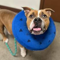 adopt-pet