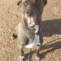 adopt-pet