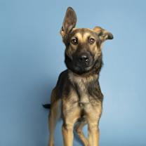 adopt-pet