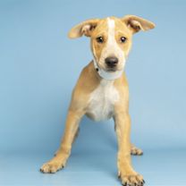adopt-pet